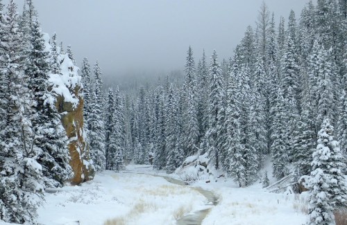 A snowy landscape with tall evergreen trees lining a winding creek, shrouded in mist and winter's chill.