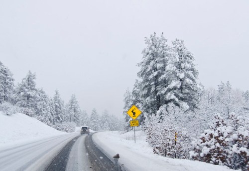 A snowy road with a warning sign for wildlife, surrounded by snow-covered trees and a light snowfall.