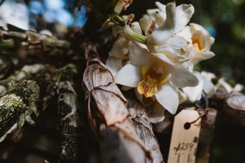 Close-up of white orchids blooming on a textured, natural background with a tag attached.