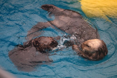 Two playful otters swim together in a blue pool, splashing water as they interact.