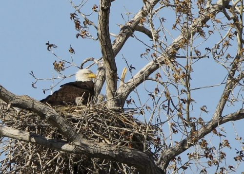 A bald eagle perched on a nest in a tree, surrounded by bare branches against a clear blue sky.