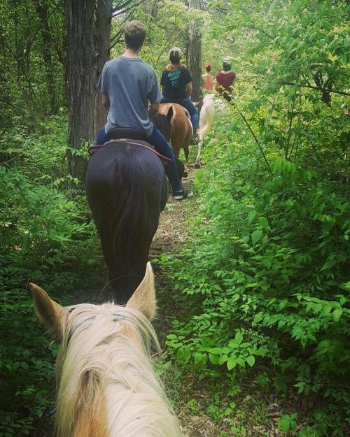 A group of people riding horses along a wooded trail surrounded by lush greenery.