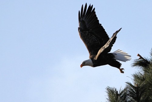 A bald eagle soaring through a clear blue sky, wings spread wide, with a pine tree in the foreground.
