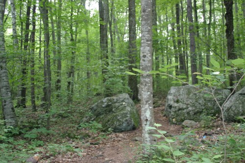 A serene forest scene with tall trees, green foliage, and large rocks along a dirt path.