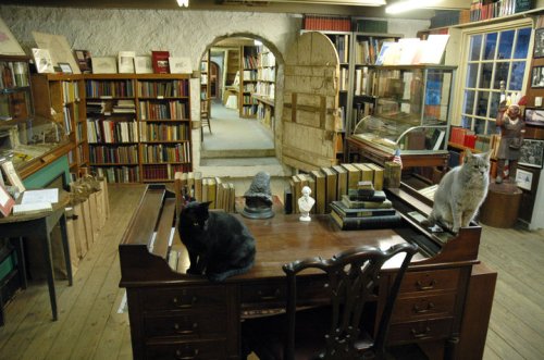 A cozy bookstore interior with bookshelves, a wooden desk, and two cats sitting on the desk.