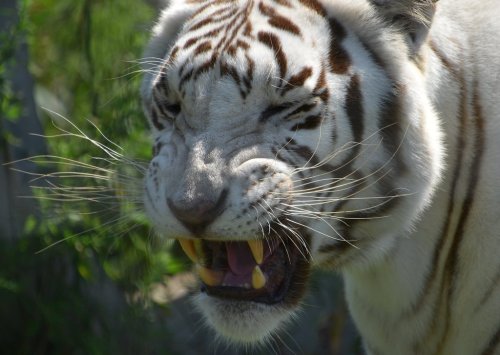 A close-up of a white tiger showing its teeth, with a fierce expression and green foliage in the background.