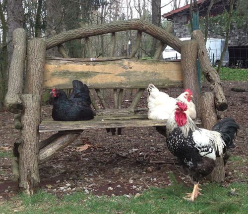 Three chickens, one black, one white, and one speckled, sit on a rustic wooden bench in a wooded area.