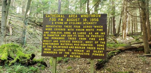 Sign in a forest detailing the impact of a 1956 storm on trees in the Cathedral Area, emphasizing conservation efforts.