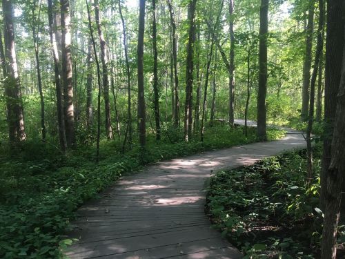 A winding wooden path through a lush green forest, surrounded by tall trees and dense foliage.