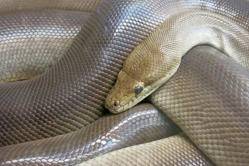 Close-up of a coiled snake with smooth, shiny scales in shades of brown and tan.