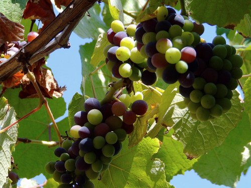 Bunches of green and purple grapes hanging from a vine, surrounded by green leaves against a blue sky.