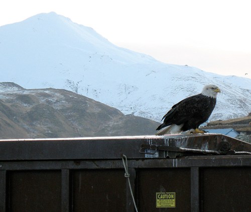 A bald eagle perched on a dumpster with snow-capped mountains in the background.