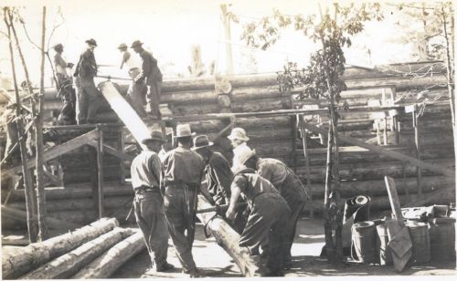 Black and white photo of workers constructing a log structure, lifting logs and using a ramp. Trees in the background.