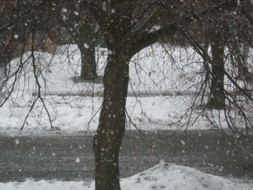 A snowy scene with falling snowflakes, bare trees, and a snow-covered road.