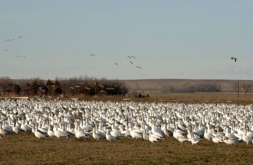 A large flock of white snow geese resting on a grassy field, with some flying in the background under a clear sky.