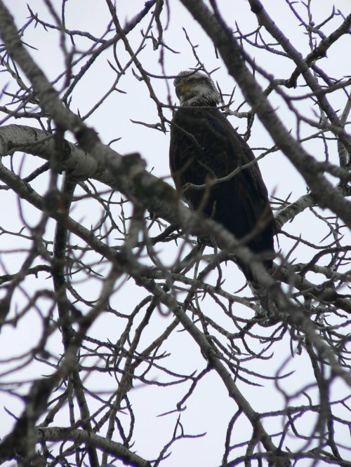 A perched eagle among bare tree branches against a gray sky.