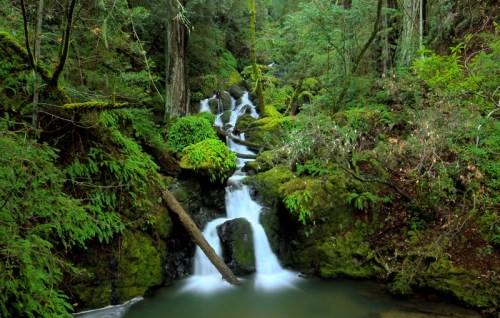 A serene forest scene featuring a cascading waterfall surrounded by lush greenery and moss-covered rocks.