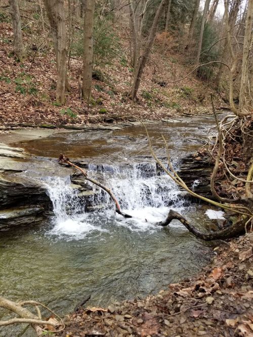 A serene stream flows over rocks, surrounded by trees and fallen leaves in a peaceful forest setting.