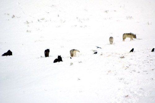 A snowy landscape with several wolves and ravens scattered across the scene, some resting and others moving.