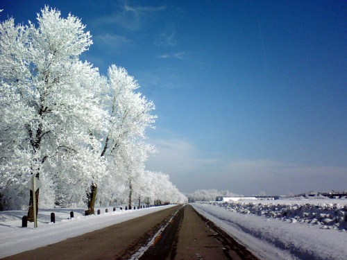 A snow-covered road lined with frosty trees under a clear blue sky.