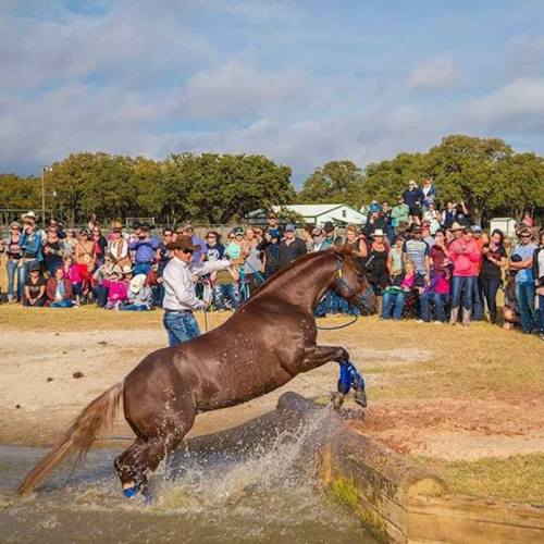 A horse leaps into a water obstacle as a crowd watches from the sidelines, enjoying an equestrian event.