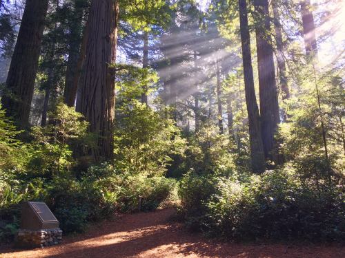 Sunlight streams through tall redwood trees in a lush forest, illuminating a serene path surrounded by greenery.
