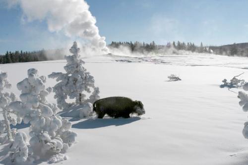 A bison walks through a snowy landscape with steam rising from a geyser in the background and frosted trees nearby.
