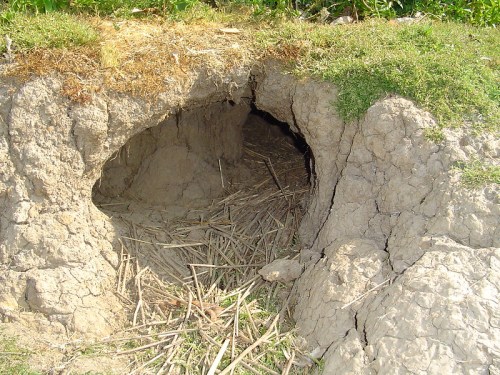 A burrow entrance in the ground, surrounded by grass and dry straw, with a rough, earthy texture.