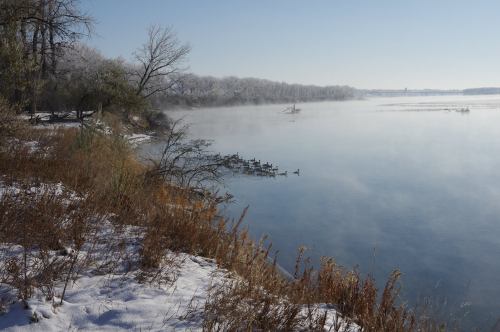 A serene winter landscape with a misty river, frosted trees, and a group of ducks swimming near the shore.