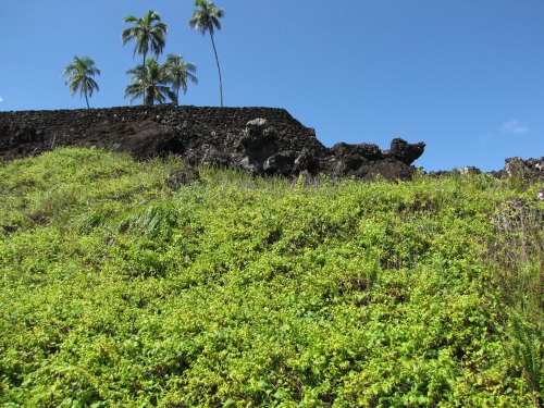 Lush green hillside with tropical plants and palm trees against a blue sky, featuring a rocky wall in the background.