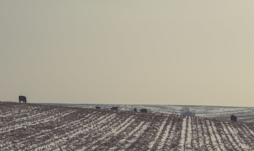 A snowy field with rows of harvested crops and several cows grazing in the distance under a hazy sky.