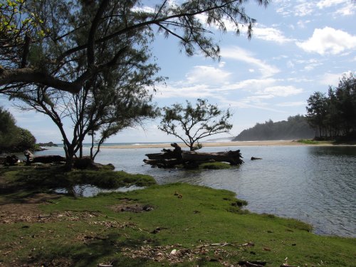 A serene coastal scene with trees by a calm river, leading to a sandy beach under a blue sky with scattered clouds.