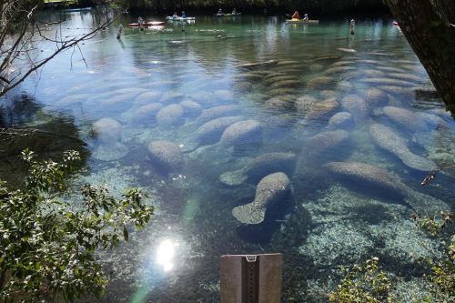 A clear river scene with several manatees swimming beneath the surface, surrounded by kayakers and lush greenery.