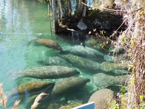 A group of manatees swimming in clear water near the shore, surrounded by trees and vegetation.