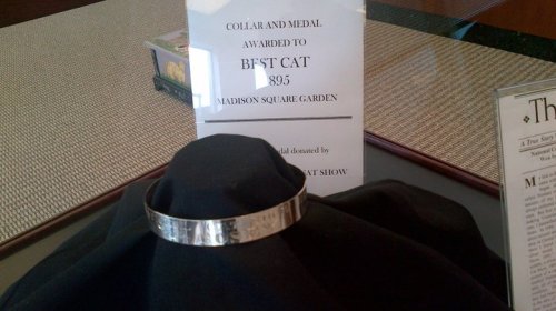 A silver collar and medal displayed on a black cloth, awarded to "BFST CAT 895" at Madison Square Garden.