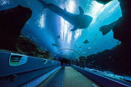 A submerged tunnel in an aquarium with a large whale swimming overhead and various fish in the surrounding water.