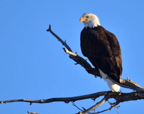 A bald eagle perched on a bare branch against a clear blue sky.