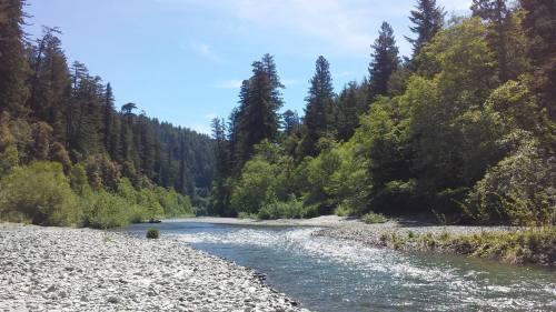 A serene river flows through a lush green forest, with rocky banks and tall trees under a clear blue sky.