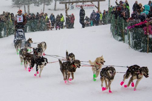 A dog sled team races through falling snow, with a crowd cheering in the background at a snowy finish line.