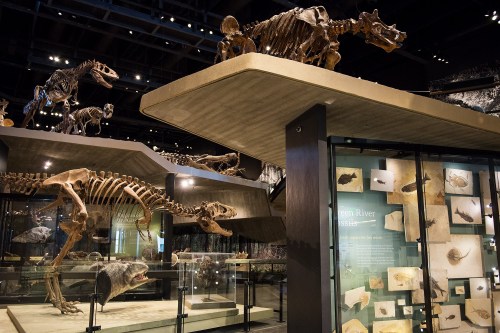 A museum exhibit featuring dinosaur skeletons and fossil displays under dim lighting.