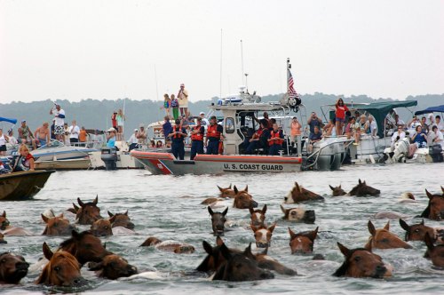 A U.S. Coast Guard boat assists as horses swim in a crowded waterway, surrounded by spectators on boats.