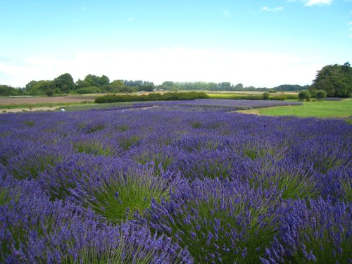 A vibrant field of blooming lavender under a clear blue sky, surrounded by green trees and distant fields.