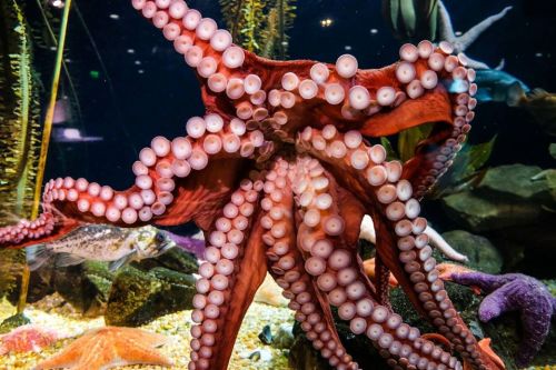 A vibrant octopus with long tentacles and suction cups, surrounded by aquatic plants and rocks in an aquarium setting.