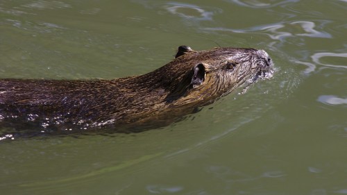 A beaver swimming in green water, with its head above the surface and ears visible.