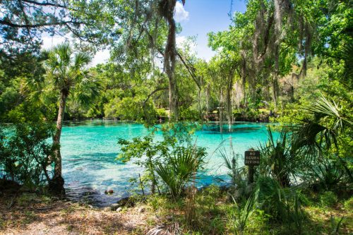 A serene blue spring surrounded by lush greenery and trees, with a sign reading "No Scuba Diving" nearby.