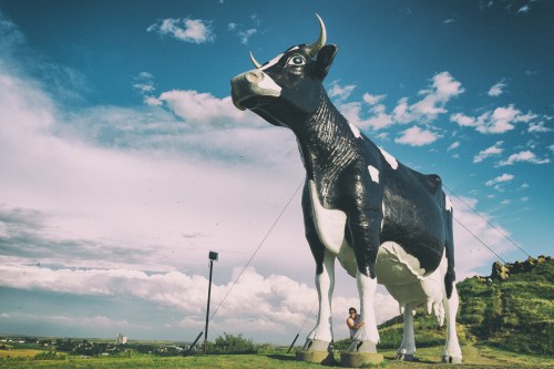 A person stands next to a large black and white cow statue against a blue sky with clouds.