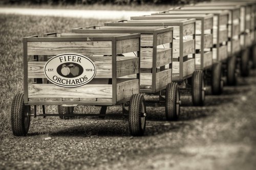 A row of wooden carts with wheels, featuring a sign for Fifer Orchards, established in 1919.