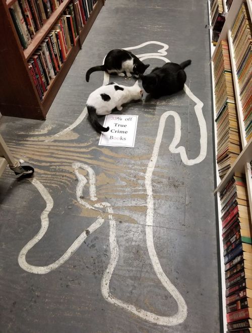 Two cats play on a bookstore floor marked with a chalk outline, next to a sign for a sale on true crime books.