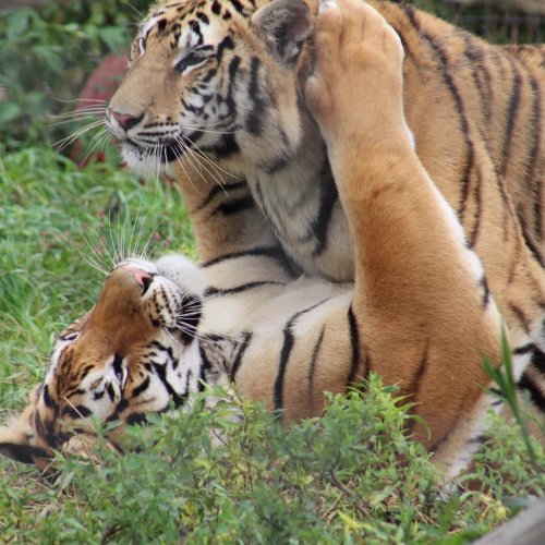 Two tigers playfully interact on the grass, one gently holding the other's head with its paw.