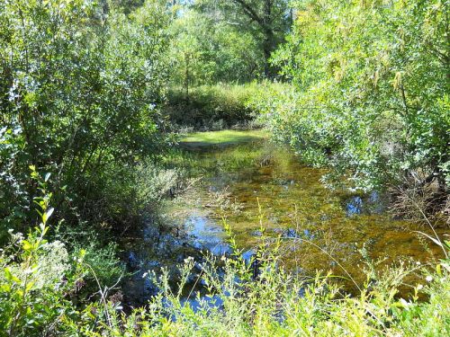 A serene, lush green landscape featuring a calm, reflective stream surrounded by dense vegetation.